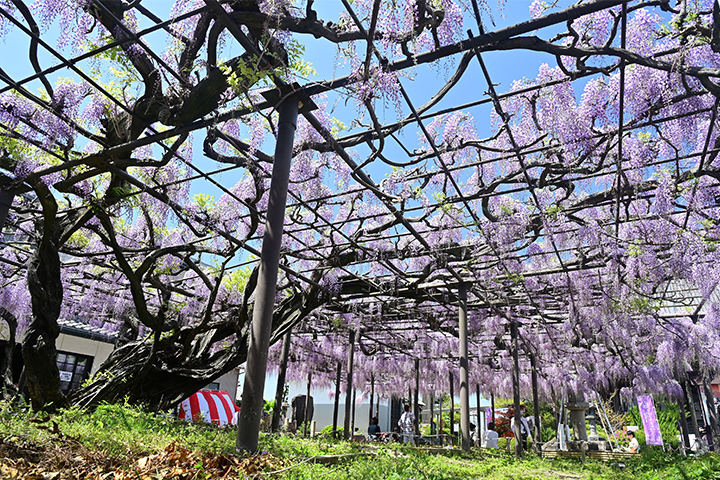 羽島市 竹鼻別院（美濃竹鼻ふじまつり）